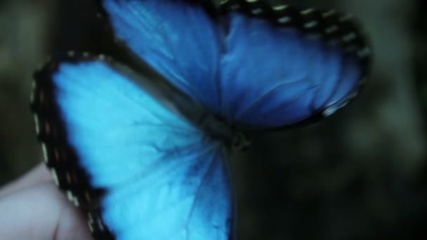 Beautiful blue butterfly — Stock Video