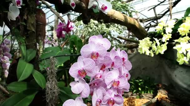 Красивые орхидеи в лесу — стоковое видео