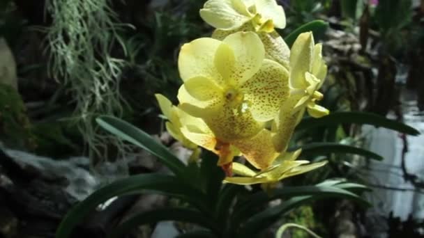 Gelbe Orchidee — Stockvideo