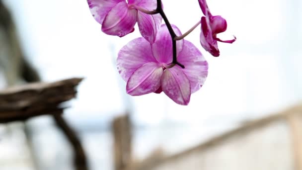 Cerca de la flor de una orquídea violeta — Vídeo de stock