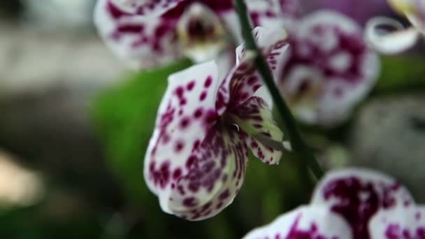 Primer plano de la flor colorida de la orquídea — Vídeo de stock