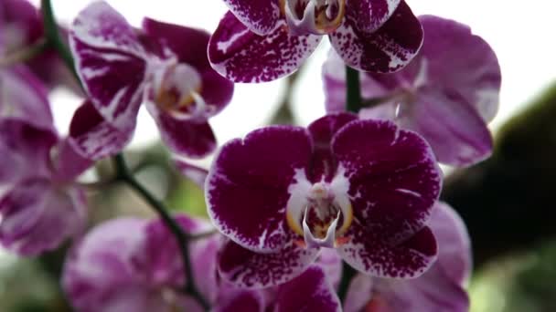 Primo piano del fiore di orchidea viola beuatiful — Video Stock