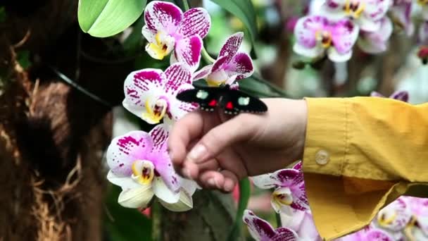 Farfalla variopinta su una mano vicino al fiore di orchidea bella — Video Stock