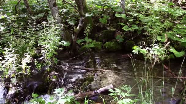 Strzał nad niewielką rzeką, w lesie — Wideo stockowe