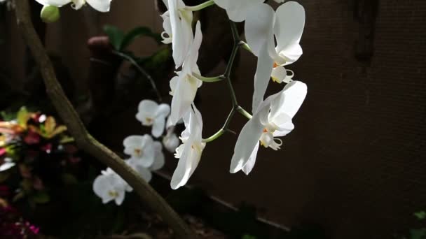 Pan shot of a group of white orchids — Stock Video