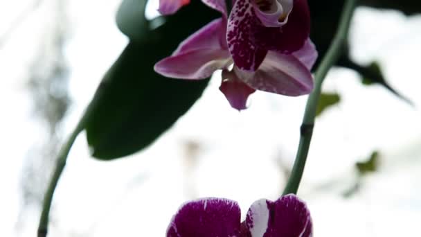 Hermosa flor de orquídea púrpura — Vídeos de Stock