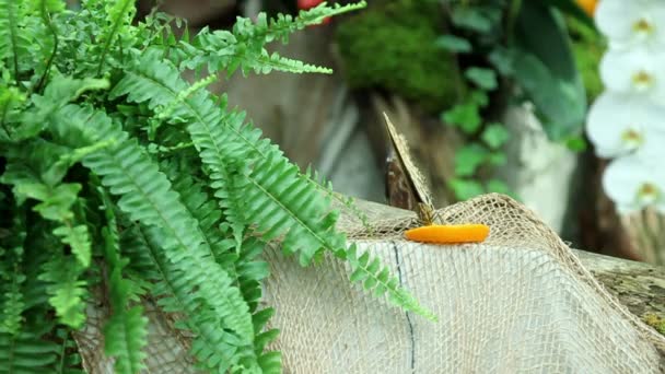 Mariposa comiendo naranja — Vídeo de stock