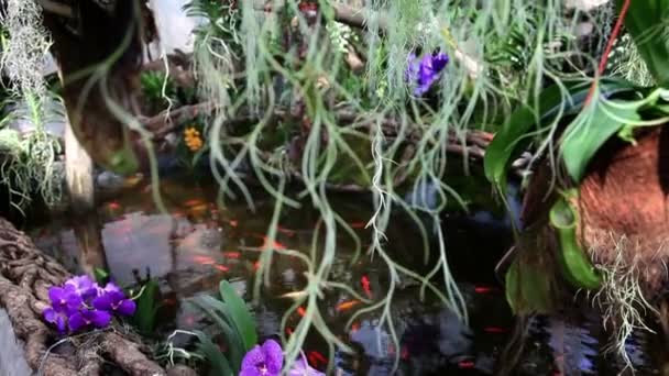 Jardín de flores con estanque de peces en la parte posterior — Vídeo de stock