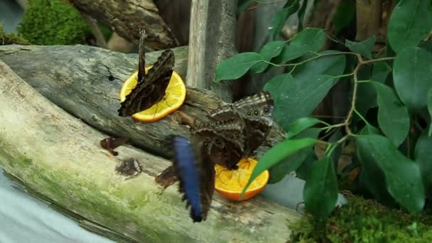 Mariposas comiendo — Vídeos de Stock