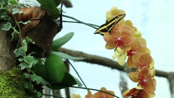 Papillon noir et jaune — Video