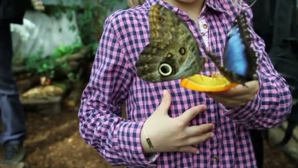 Butterflys comendo pedaço de fruta laranja — Vídeo de Stock