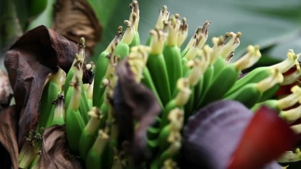 Close-up de uma bela flor tropical — Vídeo de Stock