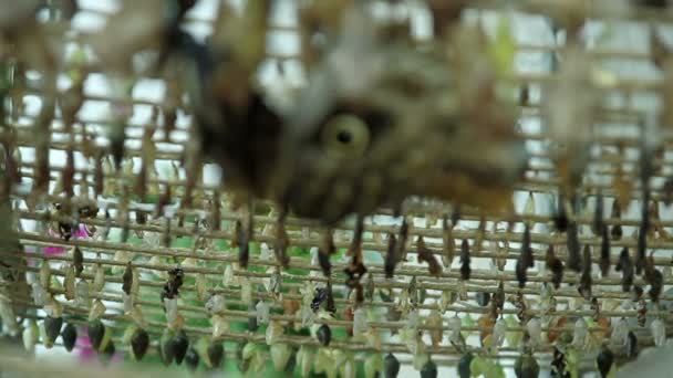 Butterflys pendaison 