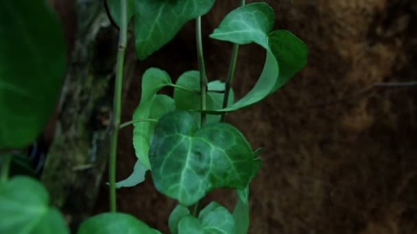 Flores de la selva — Vídeos de Stock