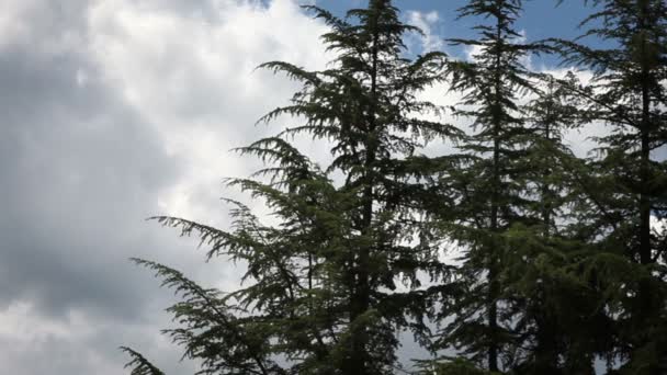 Shot of the conifer trees with clouds in behind-timelaps — Stock Video