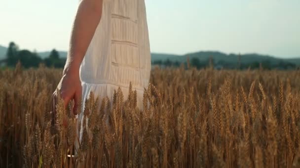 Main de femme touchant des grains de blé 