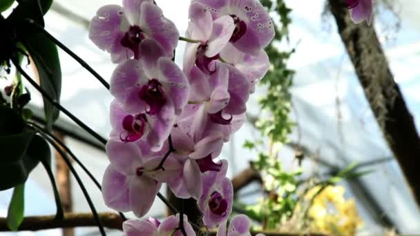 Hermosa flor de orquídea — Vídeos de Stock