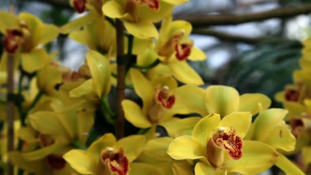 Bello fiore di orchidea gialla — Video Stock