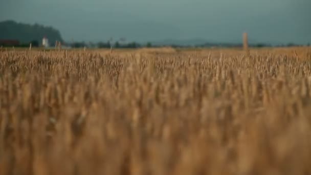 Маленька дівчинка з різнокольоровими кулями — стокове відео