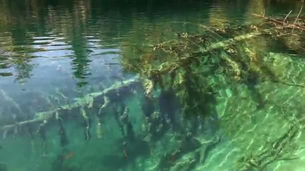 Снимок дерева в озере — стоковое видео