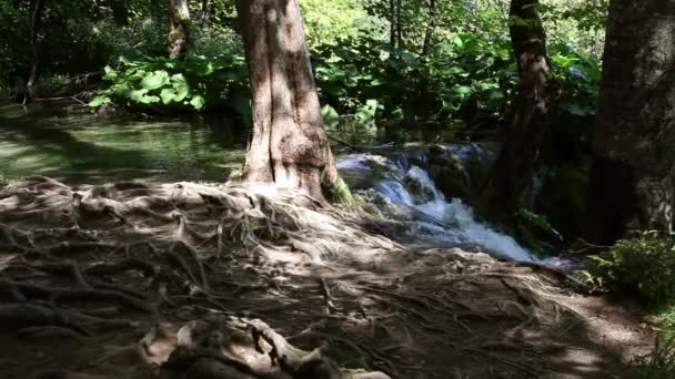 Vodopád v lese — Stock video