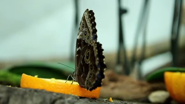 Twee vlinders, stuk oranje fruit eten — Stockvideo