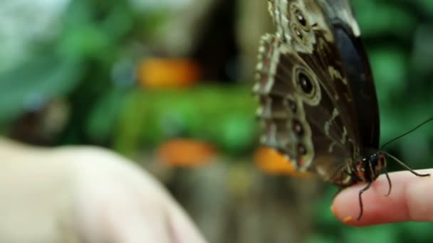 Butterfly on woman's finger — Stock Footage Butterfly on woman's finger Video Clip
