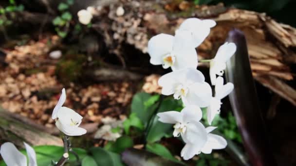 Pan záběr krásnou bílou orchidej — Stock video