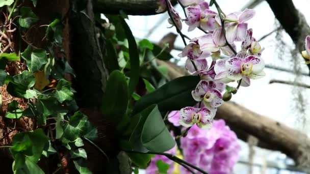 Mooie orchideeën in natuurlijke omgeving — Stockvideo