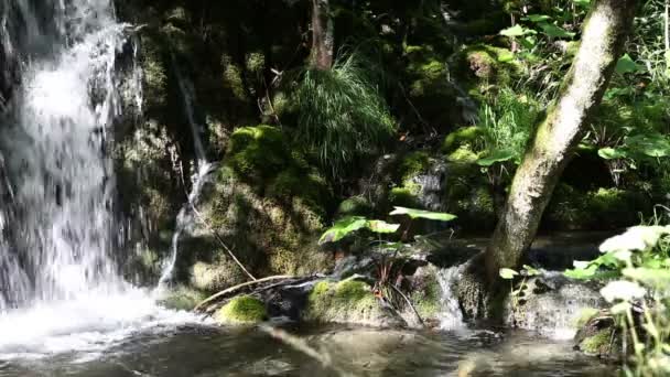 Постріл маленького водоспаду в лісі — стокове відео