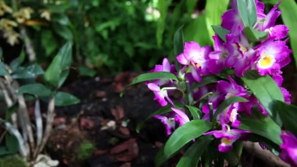 schöne violette Orchideenblüte