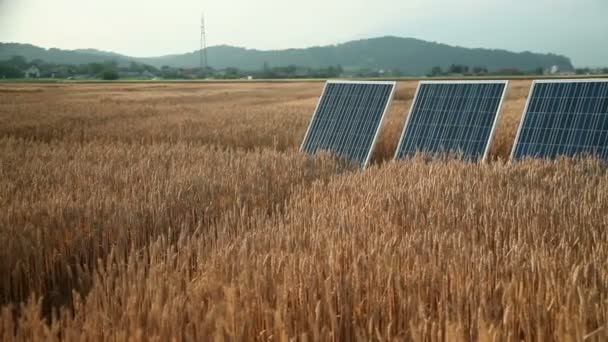 Niña en un campo de grano — Vídeos de Stock