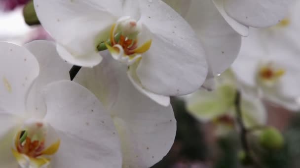 Primer plano de una orquídea blanca agradable — Vídeos de Stock