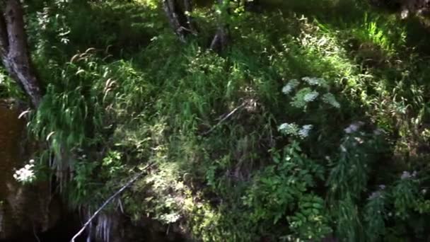 Shot of shore in Plitvice national park made from the moving boat — Stock Video