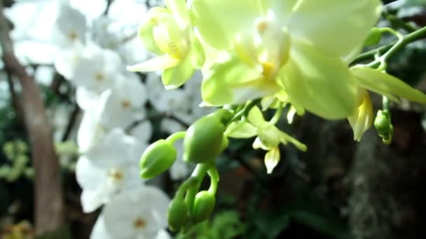 Witte orchidee — Stockvideo