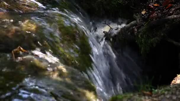 森の中で急流の詳細ショット — ストック動画