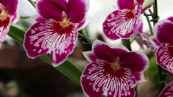 Gros plan d'une belle fleur d'orchidée rose 