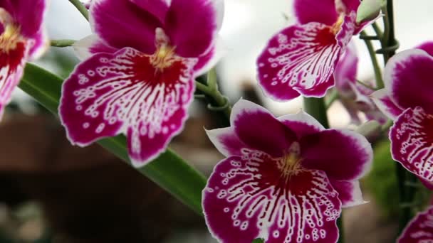 Primo piano di un bel fiore di orchidea rosa — Video Stock