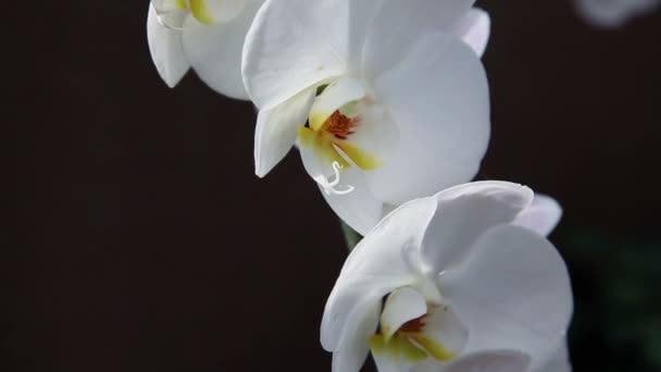 Nära upp skott av en fin vit orkidé — Stockvideo