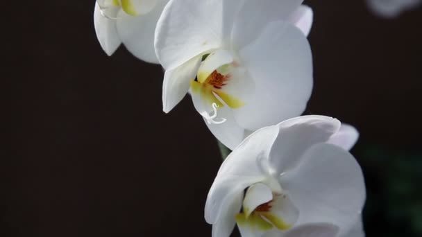 Primer plano de una orquídea blanca agradable — Vídeos de Stock