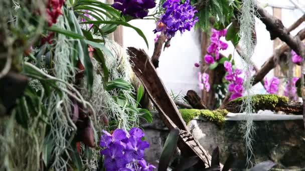 总共有兰花的花园 — 图库视频影像