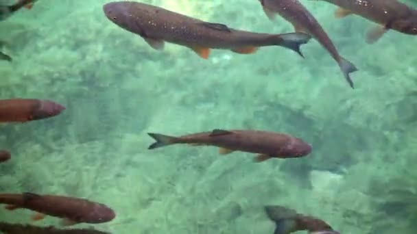 Tiro de cardume de peixes nadando no lago de Plitvice — Vídeo de Stock