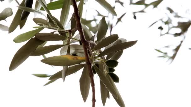 Close up shot of the olive tree branch — Stock Video