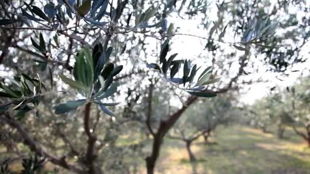 Pan shot of the olive tree — Stock Video