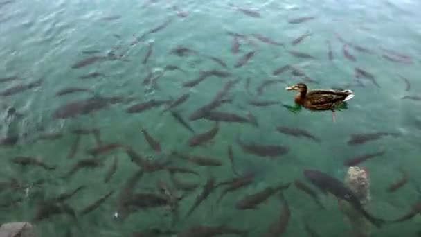Primer plano de un banco de peces y patos nadando en el lago Plitvice — Vídeo de stock