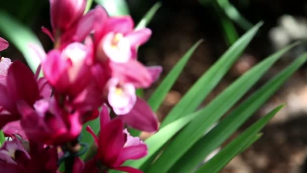 Hermosa orquídea creciendo y floreciendo — Vídeo de stock