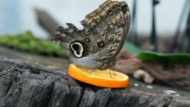 Belo tiro de perto de uma borboleta exótica alimentando-se de uma fatia de laranja — Vídeo de Stock