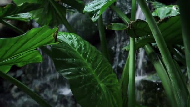 Big palm in front of waterfall — Stock Video