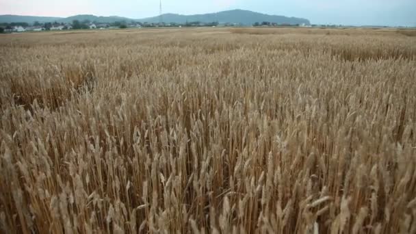 Campo en el campo — Vídeo de stock