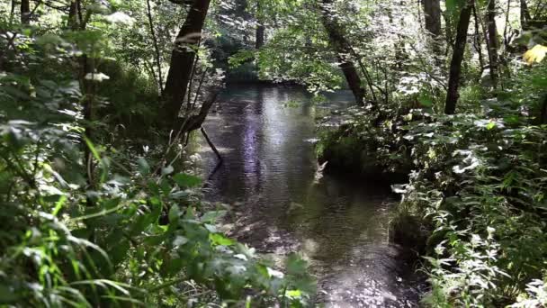 Mały wodospad w lesie — Wideo stockowe